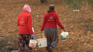 Kilis’te kuraklık zeytin üretimini vurdu… Üretici: “Verim kısıtlı, geçim zor”