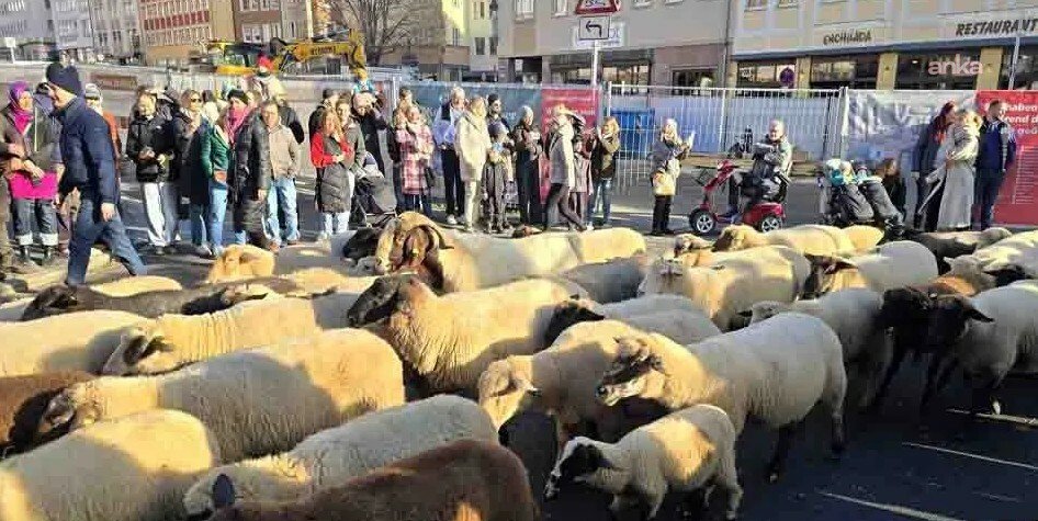 Almanya’nın Nürnberg şehir merkezinden yüzlerce koyun geçti, binlerce kişi izledi