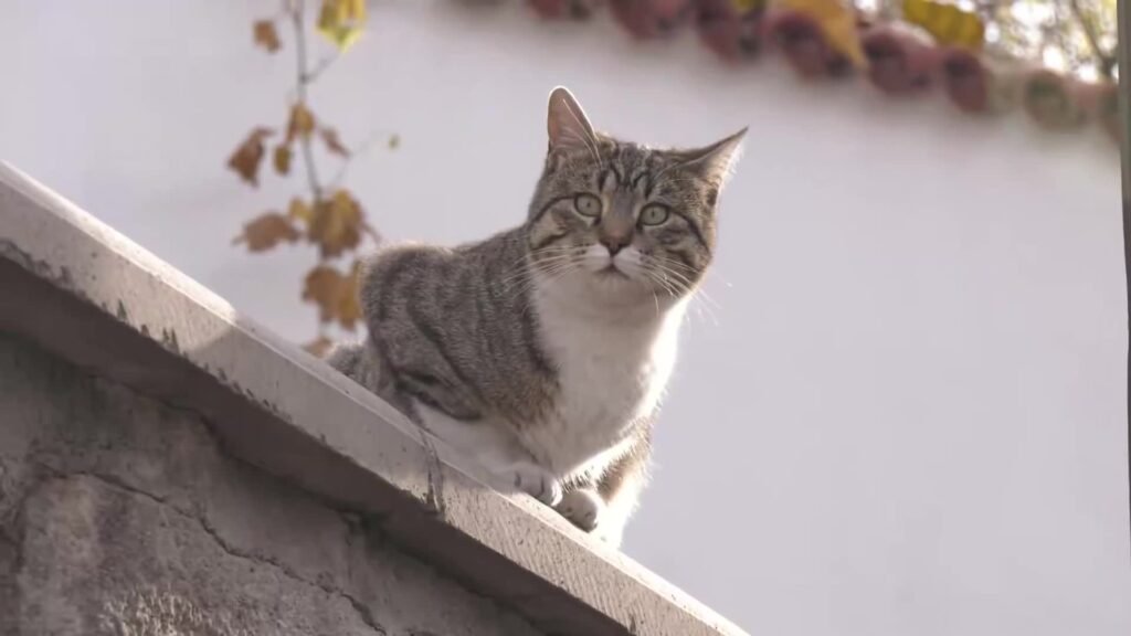 Mansur Yavaş, Ankara Kalesi’nde başlattıkları “Sokak Sağlıklaştırma ve Çevre Düzenleme Projesi”ni tamamladıklarını duyurdu