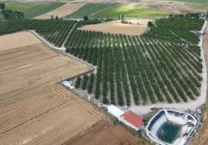 Yozgat’tan Avrupa’ya kiraz ihracatı