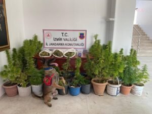 İzmir’de Jandarmadan uyuşturucu operasyonu: 8 kilo 339 gram esrar ele geçirildi