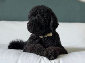 Obama ailesinin köpeği Sunny öldü