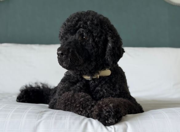 Obama ailesinin köpeği Sunny öldü